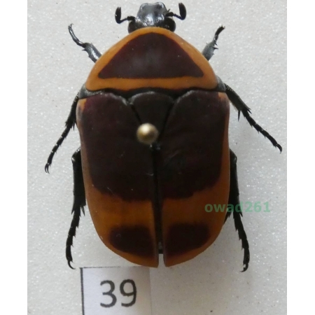 Pachnoda marginata peregrina Kolbe, 1906 ex. ovo Czad39